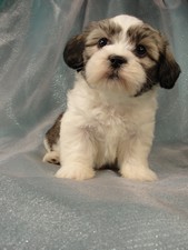 Male Lhasa Bichon Puppy for Sale #21 DOB 5-1-11